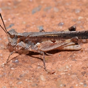 Pycnostictus seriatus at Acton, ACT - 23 Nov 2024 10:55 AM