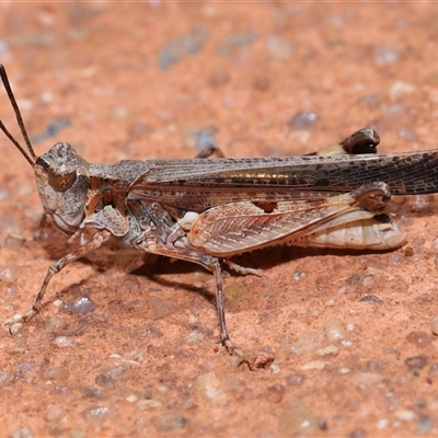 Unidentified Grasshopper (several families) at Acton, ACT - 22 Nov 2024 by TimL