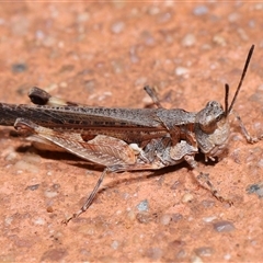 Pycnostictus seriatus at Acton, ACT - 23 Nov 2024 10:55 AM