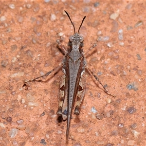 Pycnostictus seriatus at Acton, ACT - 23 Nov 2024 10:55 AM