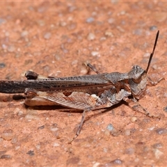 Pycnostictus seriatus at Acton, ACT - 23 Nov 2024 10:55 AM