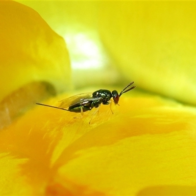 Torymidae (family) at Acton, ACT - 22 Nov 2024 by TimL