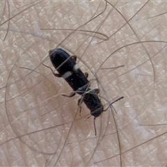 Tarsostenodes sp. at Wamboin, NSW - 23 Nov 2024 by Komidar