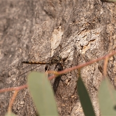 Unidentified Dragonfly (Anisoptera) at Higgins, ACT - 13 Sep 2024 by AlisonMilton