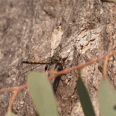 Unidentified Dragonfly (Anisoptera) at Higgins, ACT - 13 Sep 2024 by AlisonMilton