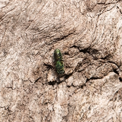 Chrysididae (family) at Higgins, ACT - 13 Sep 2024 by AlisonMilton