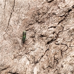 Chrysididae (family) at Higgins, ACT - 13 Sep 2024