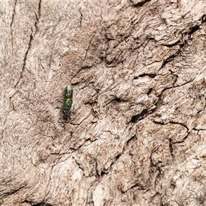 Chrysididae (family) at Higgins, ACT - 13 Sep 2024