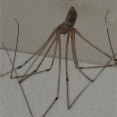 Pholcus phalangioides at Kangaroo Valley, NSW - 23 Nov 2024 by lbradley