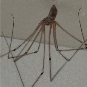 Pholcus phalangioides at Kangaroo Valley, NSW by lbradley