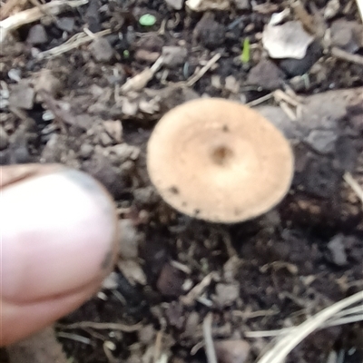 Unidentified Fungus at Pipeclay, NSW - 22 Nov 2024 by MVM