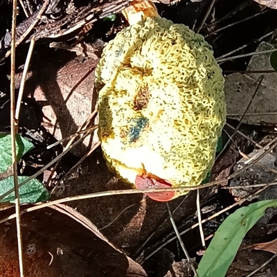 Unidentified Fungus at Pipeclay, NSW - 22 Nov 2024 by MVM