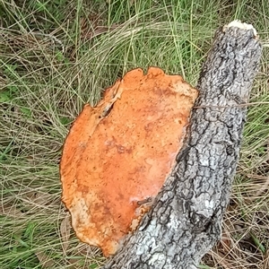 Trametes coccinea at Pipeclay, NSW - 22 Nov 2024