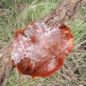 Trametes coccinea at Pipeclay, NSW - 22 Nov 2024