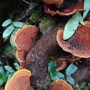 Stereum ostrea (Golden Curtain Crust/Sunset Fungus) at Pipeclay, NSW by MVM