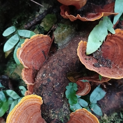 Unidentified Fungus at Pipeclay, NSW - 19 Nov 2024 by MVM