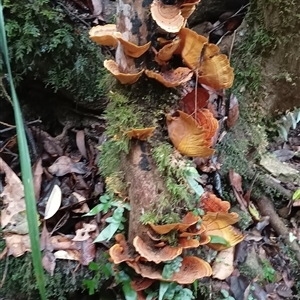 Stereum ostrea at Pipeclay, NSW - 19 Nov 2024