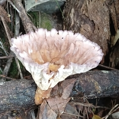 Unidentified Fungus at Pipeclay, NSW - 19 Nov 2024 by MVM