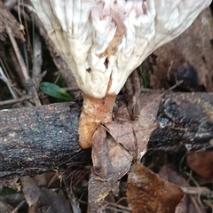 Cymatoderma elegans at Pipeclay, NSW - suppressed
