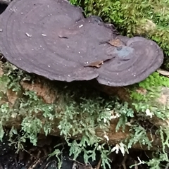 Unidentified Fungus at Pipeclay, NSW - 11 Nov 2024 by MVM