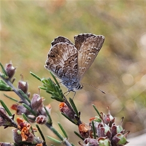 Neolucia agricola (Fringed Heath-blue) at Bombay, NSW by MatthewFrawley