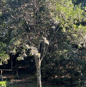 Guioa semiglauca at Crescent Head, NSW by bev.debrincat@iewf.org