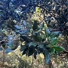 Guioa semiglauca at Crescent Head, NSW - 24 Nov 2024 08:05 AM