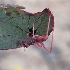 Torbia viridissima (Gum Leaf Katydid) at Manar, NSW by clarehoneydove