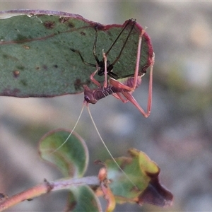 Torbia viridissima at Manar, NSW - suppressed