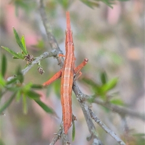 Keyacris scurra at Manar, NSW - suppressed