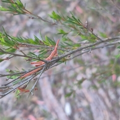 Keyacris scurra at Manar, NSW - suppressed