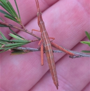 Keyacris scurra at Manar, NSW - suppressed