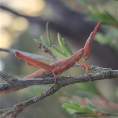 Keyacris scurra at Manar, NSW - suppressed