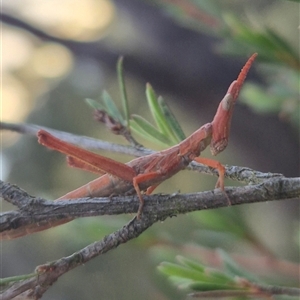 Keyacris scurra at Manar, NSW - suppressed