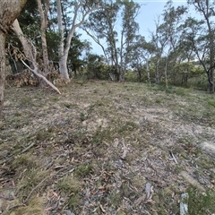 Keyacris scurra at Manar, NSW - suppressed