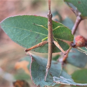 Heide amiculi at Manar, NSW - suppressed