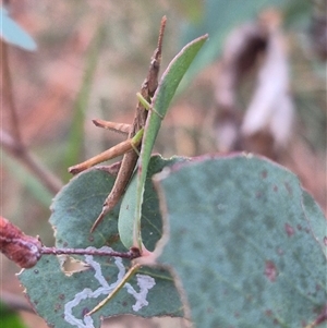 Heide amiculi at Manar, NSW - suppressed