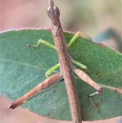 Heide amiculi at Manar, NSW - suppressed