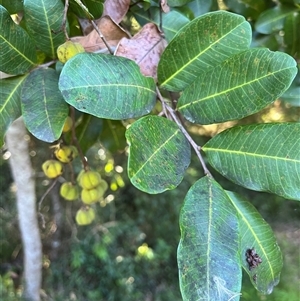 Cupaniopsis anacardioides at Crescent Head, NSW - 24 Nov 2024 07:55 AM