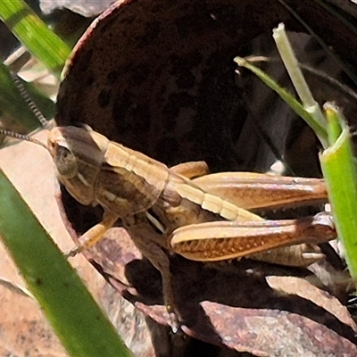 Brachyexarna lobipennis (Stripewinged meadow grasshopper) at Monga, NSW - 21 Nov 2024 by clarehoneydove