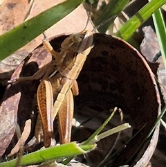 Brachyexarna lobipennis at Monga, NSW - 21 Nov 2024