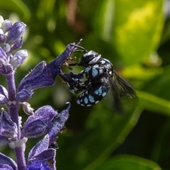 Thyreus caeruleopunctatus (Chequered cuckoo bee) at Murrumbateman, NSW - 24 Nov 2024 by amiessmacro