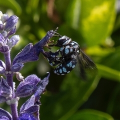 Thyreus caeruleopunctatus at Murrumbateman, NSW - 23 Nov 2024 by amiessmacro