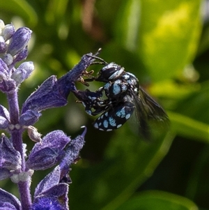 Thyreus caeruleopunctatus at Murrumbateman, NSW - suppressed