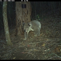 Phascolarctos cinereus (Koala) at Pappinbarra, NSW - 21 Nov 2024 by jonvanbeest