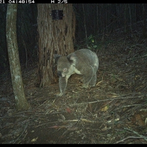 Koala (Phascolarctos cinereus) at Pappinbarra, NSW by jonvanbeest