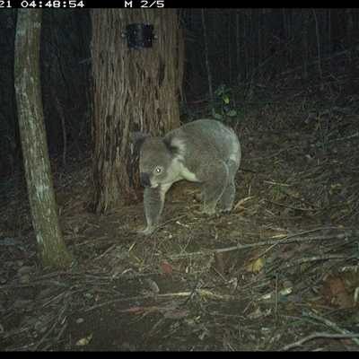 Phascolarctos cinereus (Koala) at Pappinbarra, NSW - 21 Nov 2024 by jonvanbeest