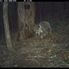 Phascolarctos cinereus at Pappinbarra, NSW - 21 Nov 2024 04:48 AM