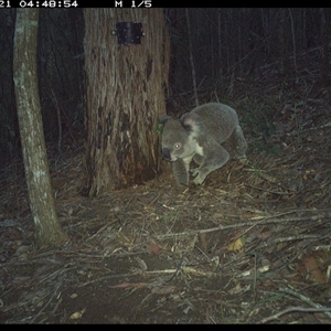 Phascolarctos cinereus at Pappinbarra, NSW - 21 Nov 2024 04:48 AM