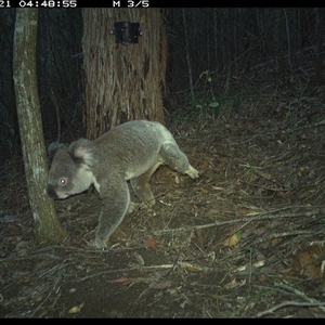 Phascolarctos cinereus at Pappinbarra, NSW - 21 Nov 2024 04:48 AM